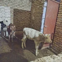 گوسالهای سمینتال ماده|حیوانات مزرعه|کرانی, |دیوار