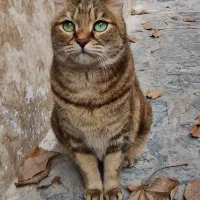 واگذاری رایگان گربه