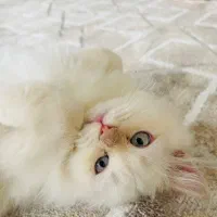 حیوان خانگی