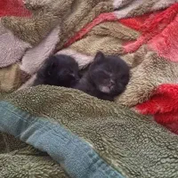واگذاری گربه دی اس اچ