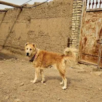 سگ لاس  قدرجونی|سگ|اصفهان, محله سفلی|دیوار