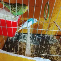 8عدد مرغ عشق سالم و خوش رنگ