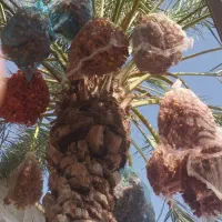 فروش خرمای زاهدی قصب|خوردنی و آشامیدنی|شیراز, گلشن|دیوار