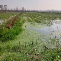 فروش زمینکشاورزی|اجارهٔ دفتر صنعتی، کشاورزی، تجاری|بندر انزلی, تربه گوده|دیوار