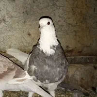 طوقی ماده
