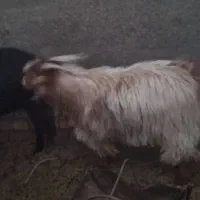 فروش گوسفند چپش نری|حیوانات مزرعه|زرند, |دیوار