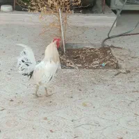 خروس چهل تاج