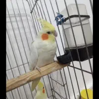 عروس هلندی|پرنده|کوهدشت, |دیوار