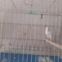 قناری دورگه خاص ابلغ خوشگل وسفید معمولی|پرنده|کرمان, |دیوار