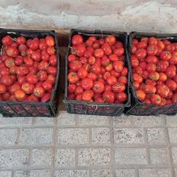 گوجه محلی اصل|خوردنی و آشامیدنی|بجستان, |دیوار