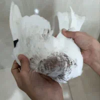 کبوتر جفت نر و ماده