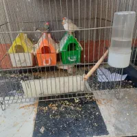 ۶عدد فنج و۶عددتخم|پرنده|حسین آباد, |دیوار