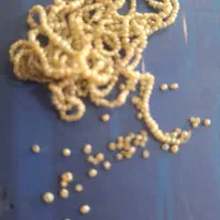 سلام مقداری مروارید ازمادربزرگ رسیده چهل سال پیش