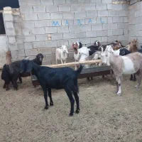 بز فروشی