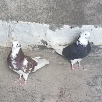 نرو ماده شازده پرشی درجه یک فروشی