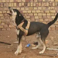 سگ نگهبان|سگ|تربت جام, جامرود|دیوار