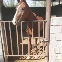 اسب