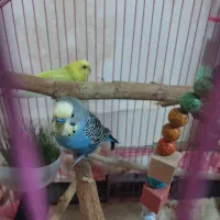 مرغ عشق انگل