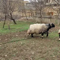 نرمیش کله زنگی