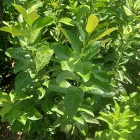 نهالستان باغداران جنوب|خدمات باغبانی و درختکاری|شیراز, حافظیه|دیوار