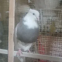 تعدادی‌طوقی|پرنده|بیجار, |دیوار