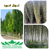 پیش فروش نهال کبوده
