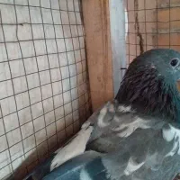 کفتر ماده ساعت بالا پرشی|پرنده|فولادشهر, A4|دیوار