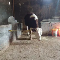 گوساله‌|حیوانات مزرعه|بزینه رود, |دیوار