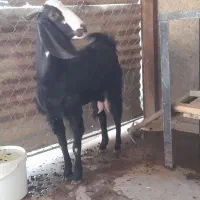 بز با کهره درآغاجاری|حیوانات مزرعه|آغاجاری, |دیوار