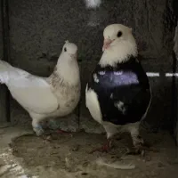 کبوترطوقی|پرنده|چابهار, |دیوار