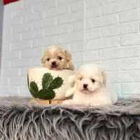 سگ شیتزو فلت عروسکی|سگ|مشهد, الهیه|دیوار