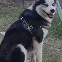 سگ فروشی نژاد هاسکی وشیتزو