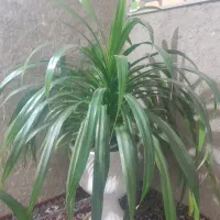 فروش گل|گل و گیاه طبیعی|سنندج, |دیوار