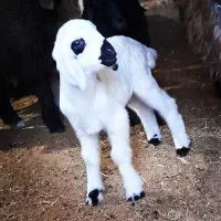 دام زنده