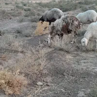 دوتا میش ابستن
