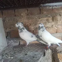 یه جفت نروماده خال سبز|پرنده|ایرانشهر, |دیوار