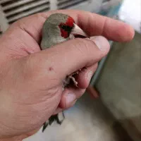 سهره نر فروشی