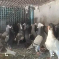 فروش کبوترفوری