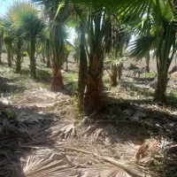 گل پالم|گل و گیاه طبیعی|رودبنه, |دیوار