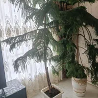 فروش گل|گل و گیاه طبیعی|اهر, |دیوار