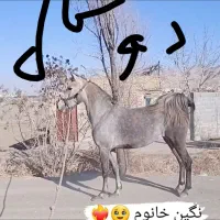 مادیان درهشور ۴ ساله شجره دار|اسب و تجهیزات اسب‌سواری|خمینی‌شهر, |دیوار