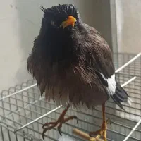 واگذاری مینا