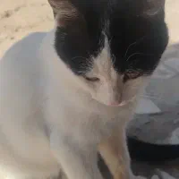 واگذاری رایگان 4 بچه گربه|گربه|کرمان, |دیوار