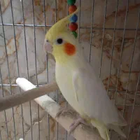 عروس هلندی ماده