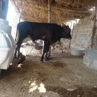 گاو آبستن با گوساله