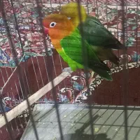 کوتوله دستی