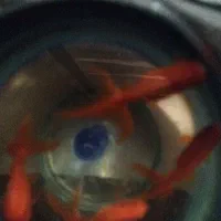 جایزه 150هزاری بلو کد معرف PD2BDI