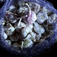 سیر