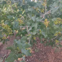 کارگر ساده