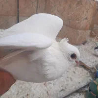 تعدای کبوتر،رنگی وپرشی